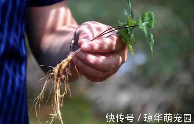 男子|阳气生于脾、根于肾,常吃3种食物,脾、肾同补