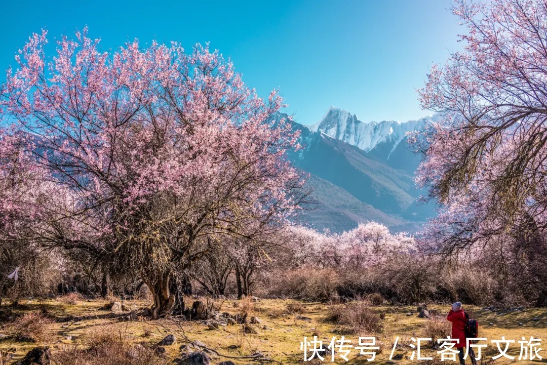 雪山|春天,让人憧憬的旅行目的地,莫过于去林芝看桃花!