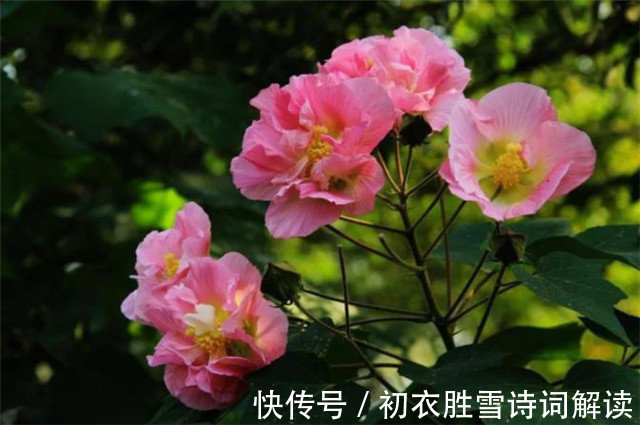 芙蓉城&晚夏早秋诗词五首,清秋时节近,一片初飞叶报秋