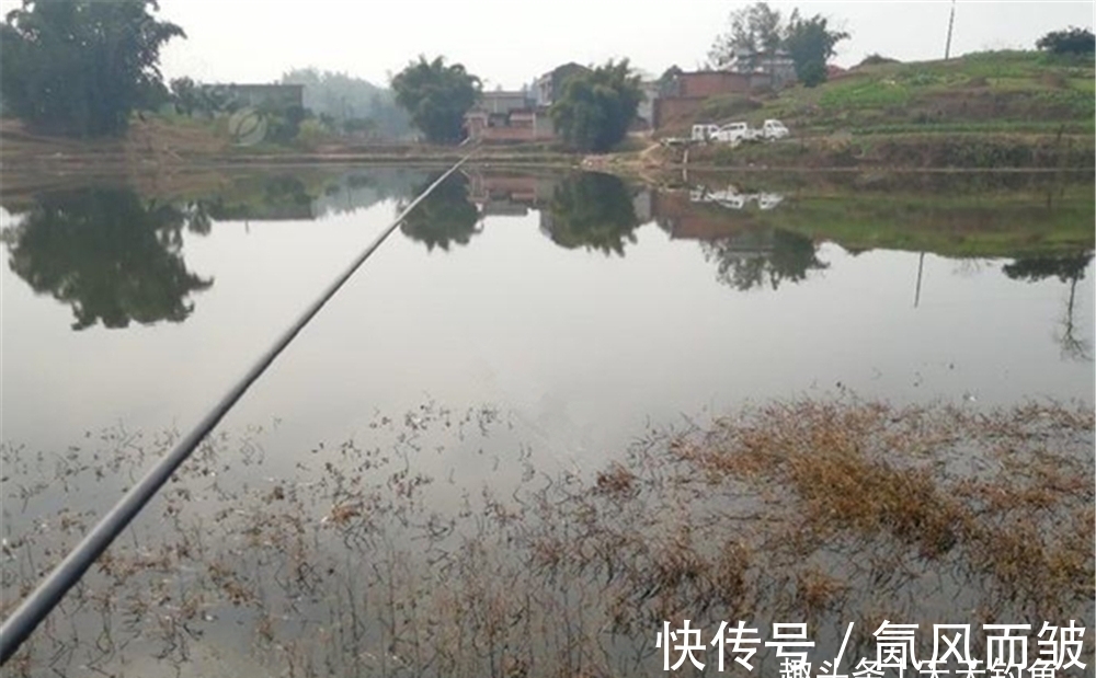 冬钓鲫鱼，在有水草的地方选钓点，不能随意，这种水草才有鱼群