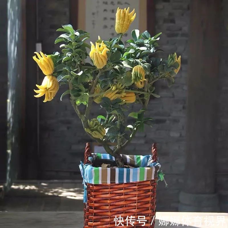 五种水果小盆栽，在家也能种，好看又美味，果实甜如蜜！