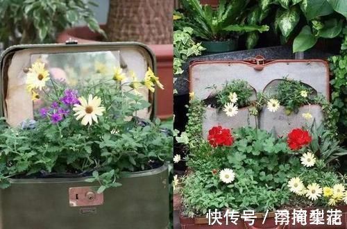 花盆|除了花盆之外,这些东西也是绝佳的养花神器,你用过吗?