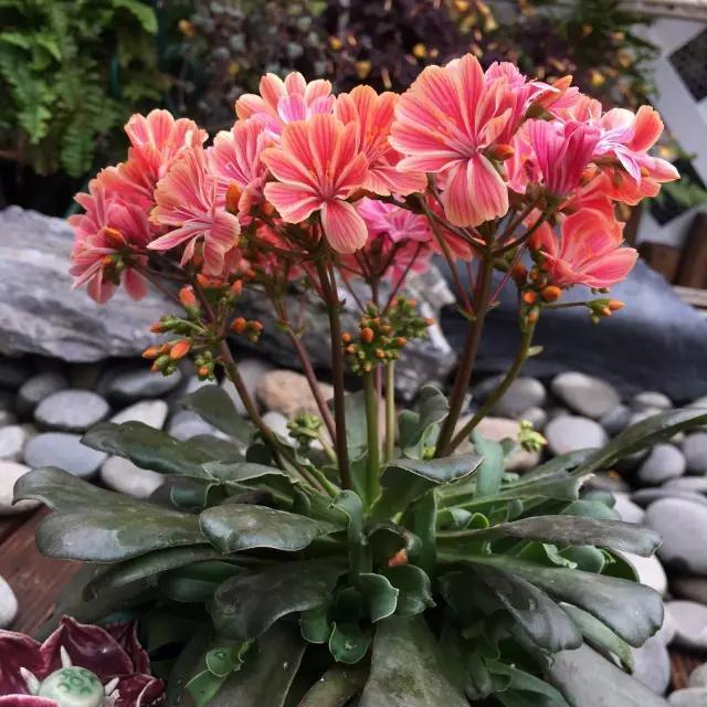 这花像长寿花一样好养，全年不间断的开花，太美了