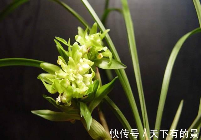 花香|兰花界的“奇花之王”，翩翩起舞似蝴蝶，花苞大开花香，值得种植