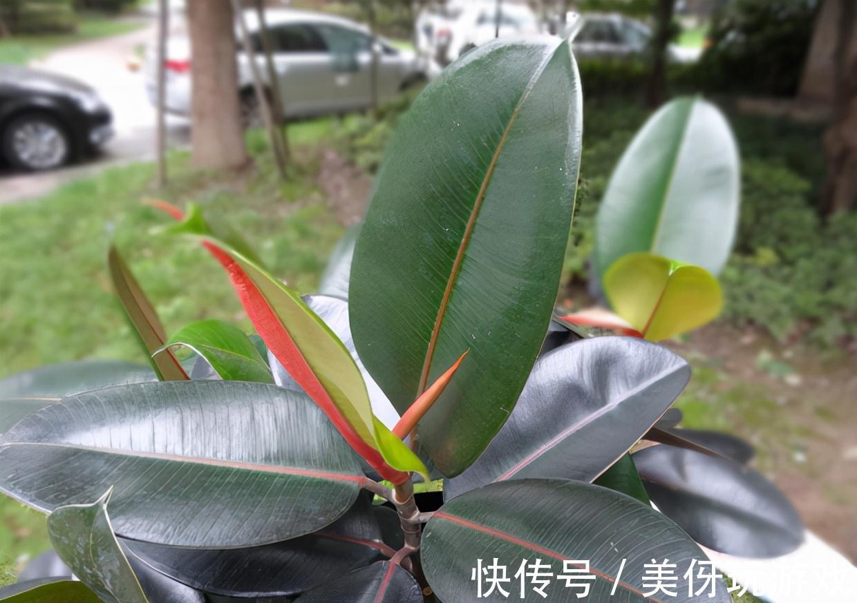 九死还魂草|9种养不死的花，绿萝只能排最后，再养不活就剁手吧