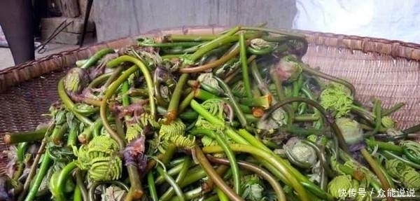 野菜中的“兰博基尼”,出口日本成为十大名菜之首