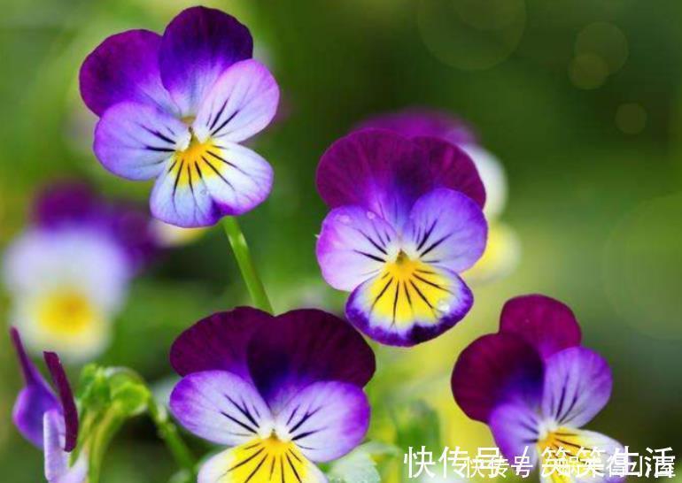 谁见了都喜欢的4种花，好养又漂亮，开起花来拦不住，美不胜收