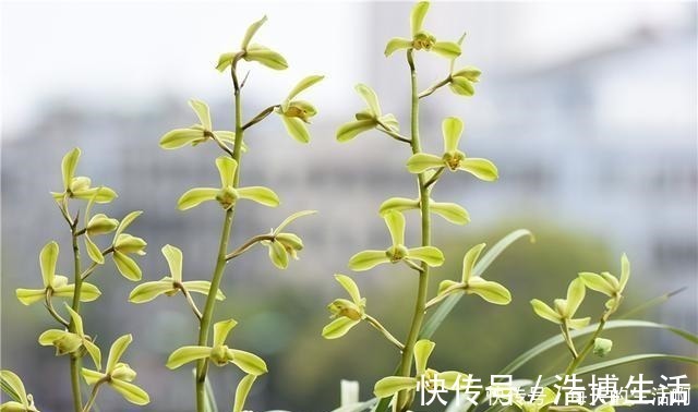 微酸性|厨房这1料,养兰“特有效”,一洒一喷,兰花生根快,新芽蹿不停!