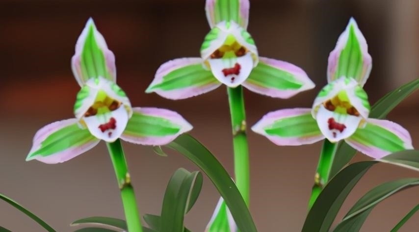 叶艺|兰中极品“帝王妃”,花色迷人,兰香浓郁,极具帝王气息,易打理