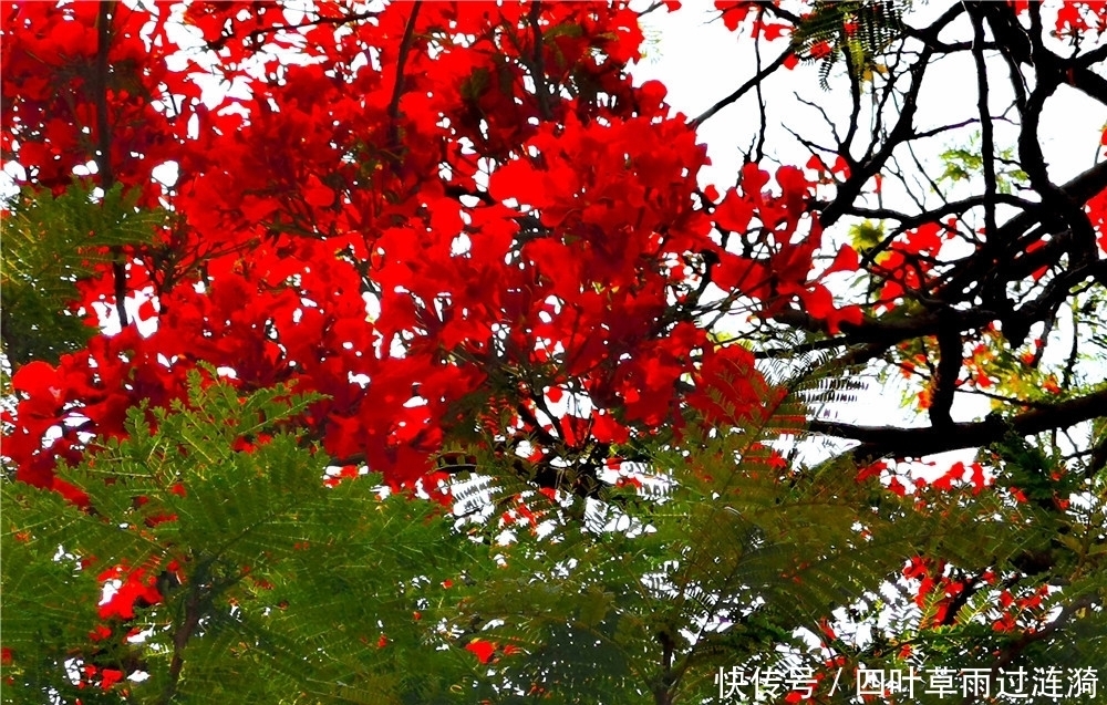 春末夏初的五月，凤凰花盛开的时节，深圳的公园随处可见锦簇花团