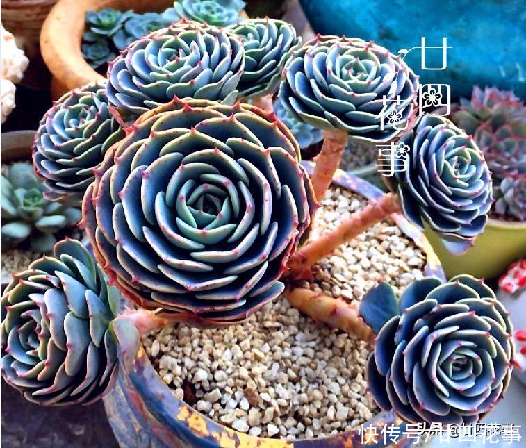 8种蓝色多肉植物，高冷优雅，总有一种是你的“蓝颜知己”