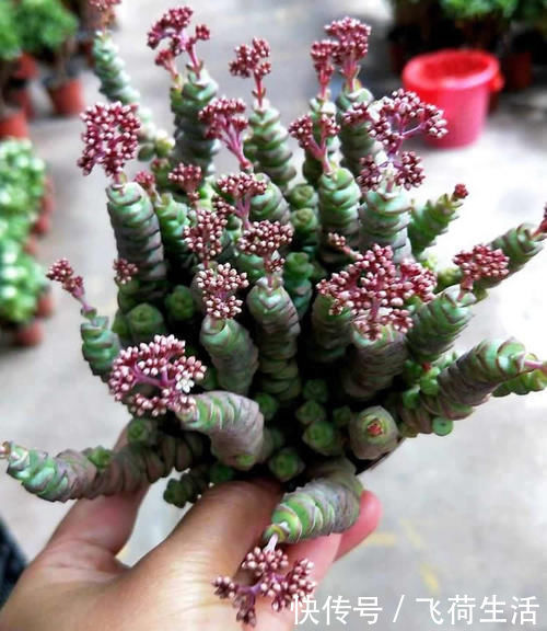 多肉|养3年的钱串“开花”了,粉嘟嘟很漂亮,不过观赏后就剪掉吧