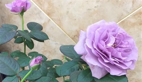 种花|3种花漂亮又好养，花大色艳，埋土里就能活，室内也能种