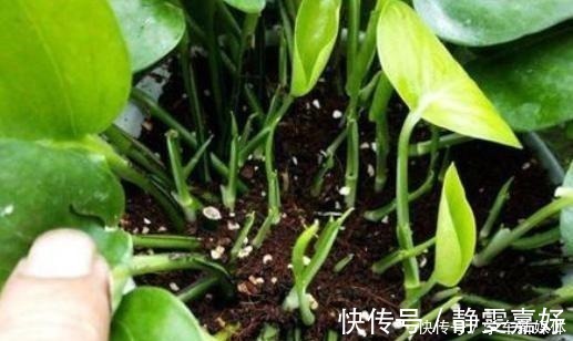 花盆|它简直是绿萝“救命稻草”,真心好用,盆里加点起死药,马上复活!