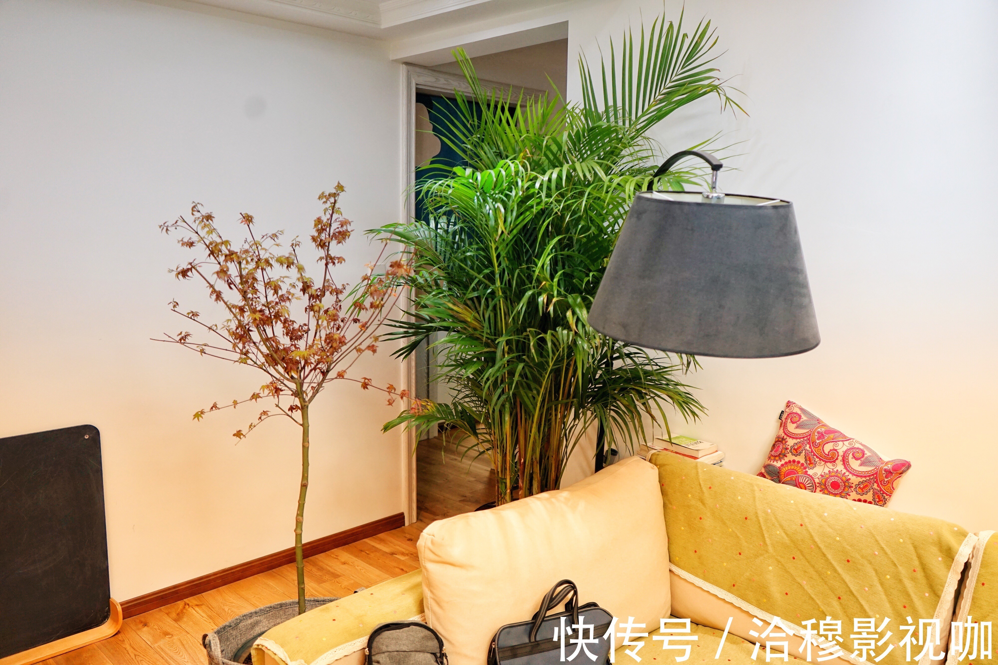 6种“生财花”,夏季养家里,“浇水”要注意,要不黄叶、烂根