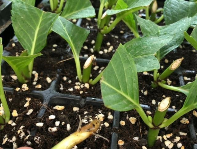 扦插最佳时期到了,有这花赶紧插,沾土就能活!