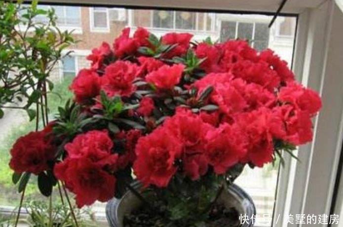 长春花|聪明人都养4种花,沾土就活,给点阳光就灿烂,开花不断