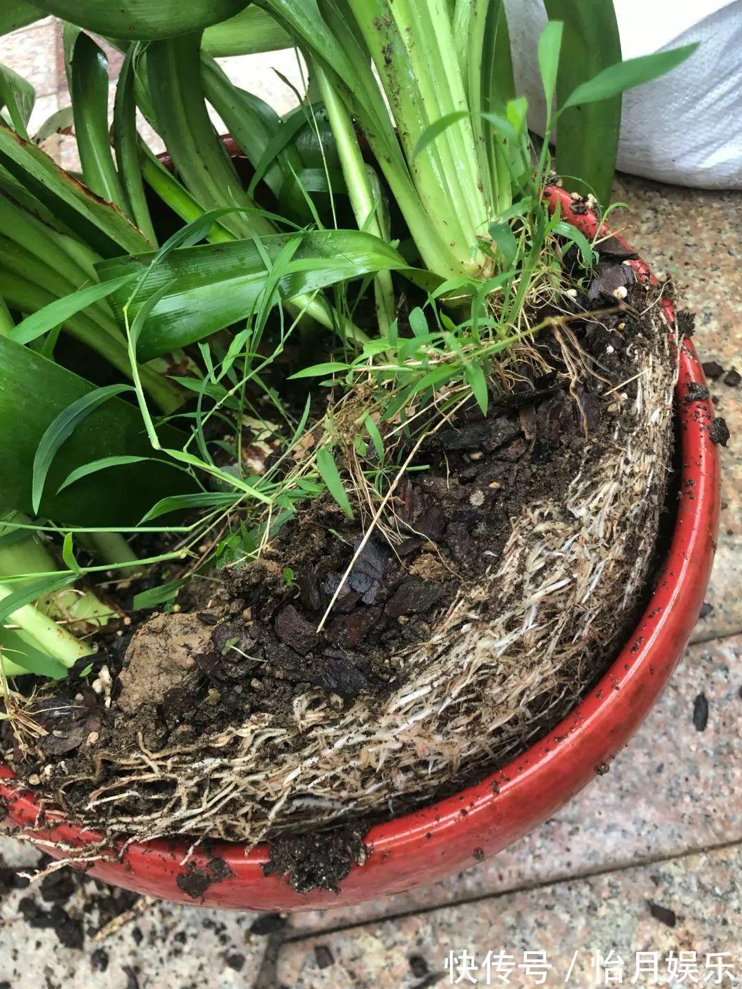 花也能成精,养成巨无霸,一次开花50朵,比小孩还高!