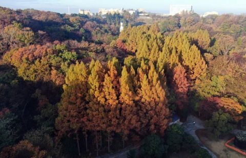 红叶|晨雾笼罩红叶 日本川崎现秋日美景