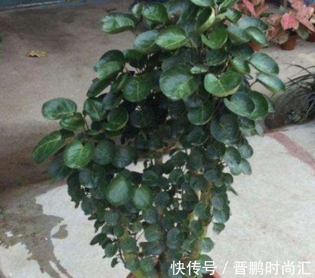 几种花养家里,开花特漂亮,懒人新手都能养好