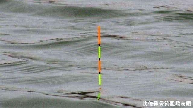 顿口|浮漂有动作,提竿却不中鱼,这种情况该如何应对