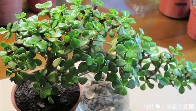 金枝玉叶这么养, 枝繁叶茂, 四季常绿!