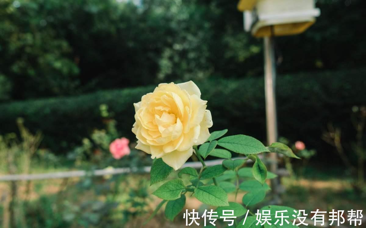 花苞|9月对于养花人来说，是个“幸运月”，6个好消息马上就来