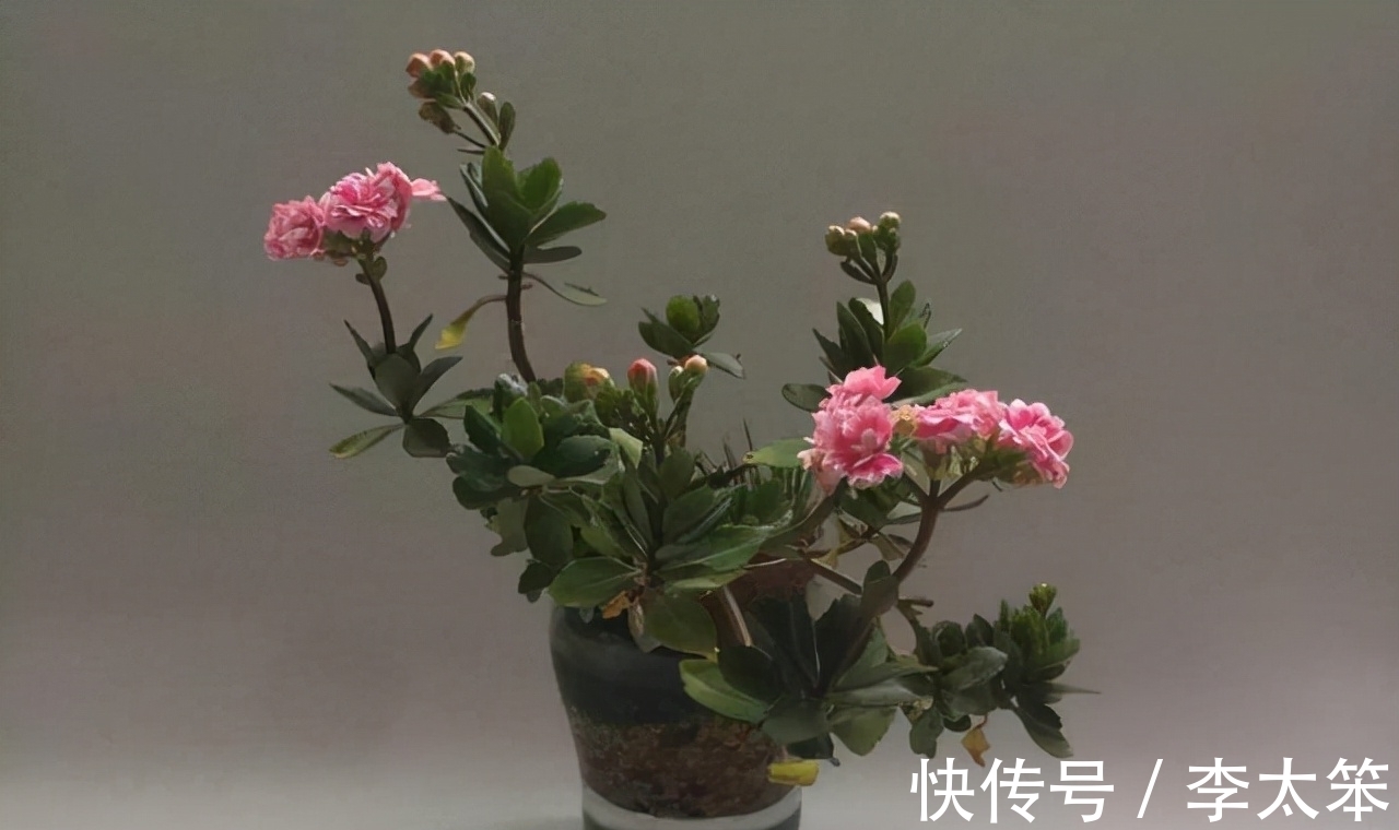 茶花|这13种花好养易活，花期还很长，喜欢的话，试着养一盆吧