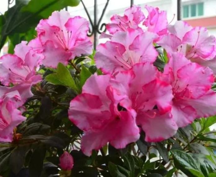 杜鹃花|4种漂亮花,好打理易爆盆,一入4月变成“开花机器”,花朵艳丽
