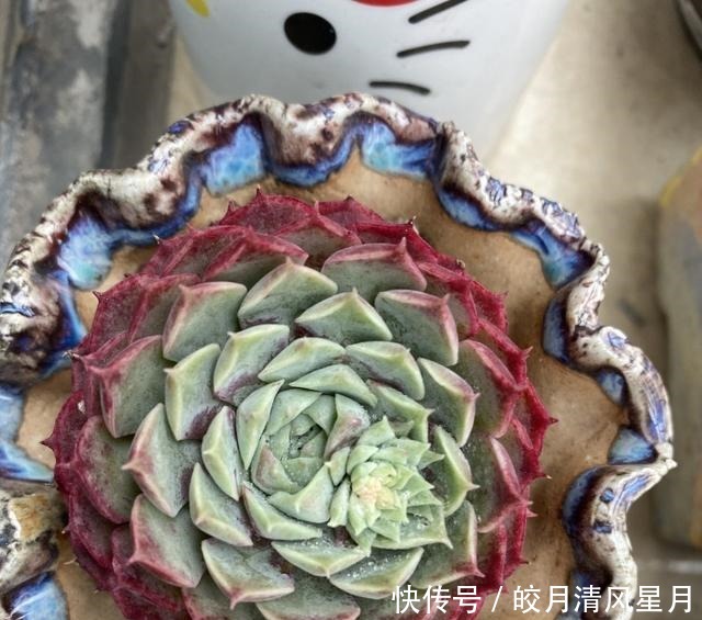 度夏|绿了也是心头肉,开始为度夏担忧!