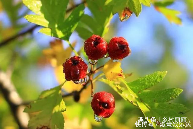  果实|山里的野果是农村童年最珍贵的零食，吃过的至少是90后