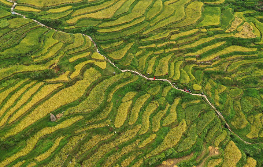 黄金甲|贵州：梯田处处皆美景 满坡尽披“黄金甲”