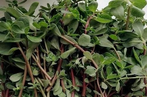 金针菇|4物是糖尿病的“克星”，每天坚持吃，或能帮你稳定血糖不上升