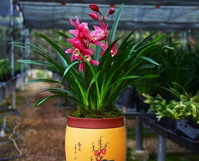 它被誉为“香花之王”,顶级红素,兰香四溢,花开后又仙又美