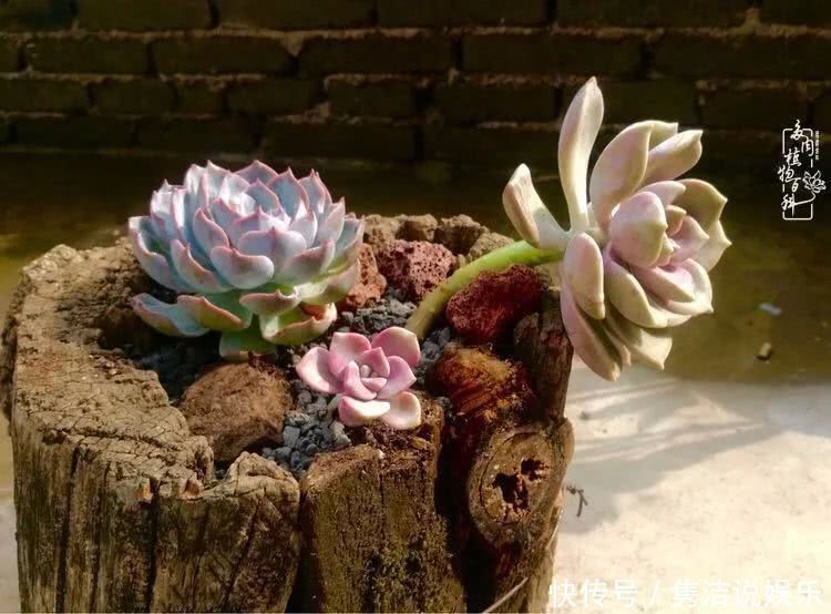 多肉遇上枯木木花盆，姑娘自己造！