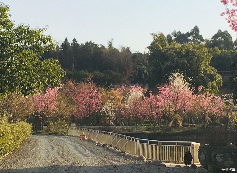 花开|春到明月村