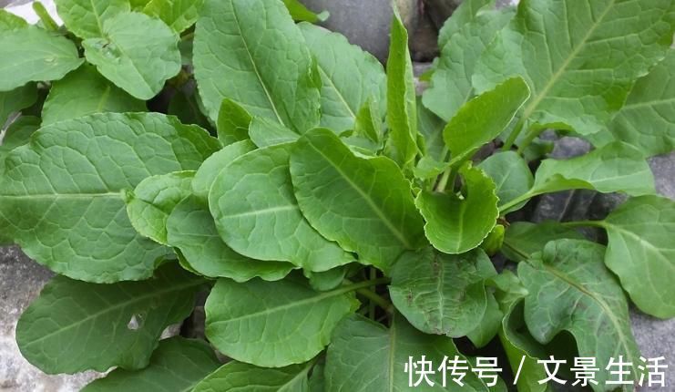 野草|这种野草名字特别的有意思，你们了解这种野草吗？