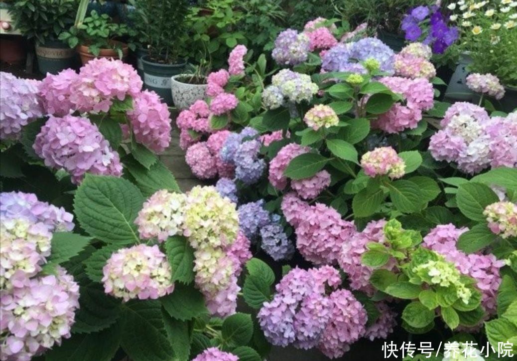 绣球无尽夏，春天怎样管理，花期才能让它花团锦簇？