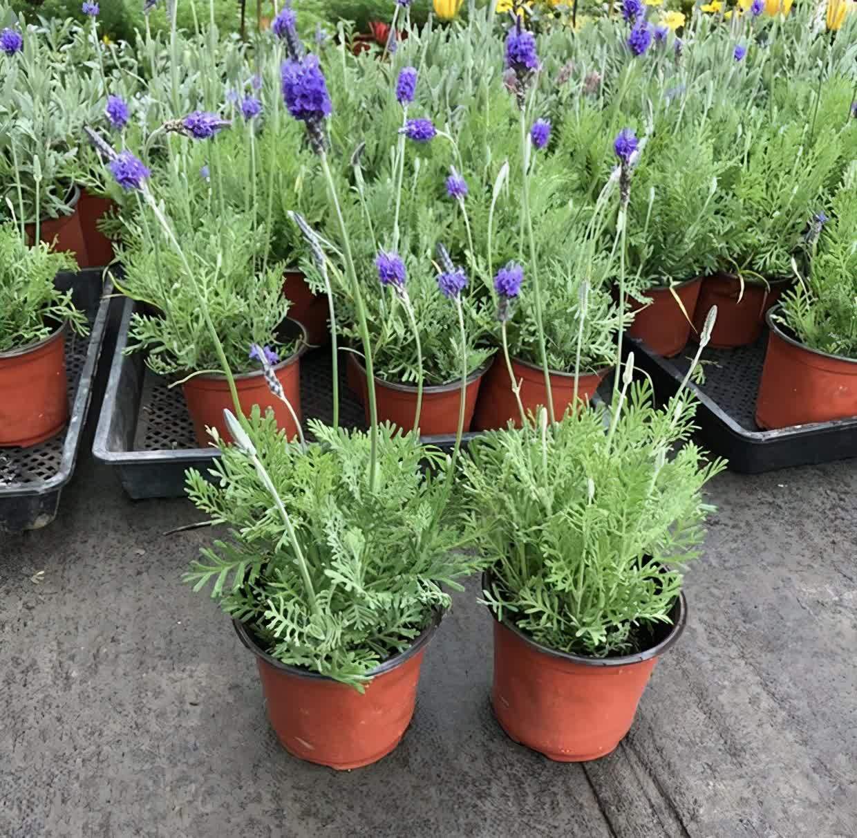 自带“体香”的盆栽，家里养一盆，四处清香，好吃又好养