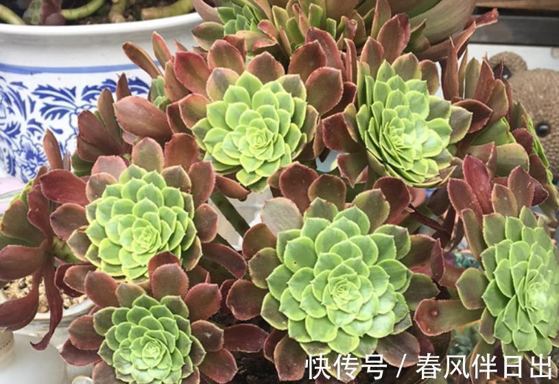 多肉|养了2年的多肉不见长?老花匠教你一招,掌握了轻松养出肉墩子