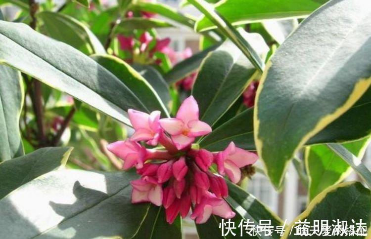 植物|家养这些植物，改善睡眠质量，一觉睡到天亮，还好养