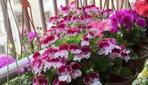  好运来|养花就养4种花，家里养一盆，花开仙气十足，日子红红火火好运来