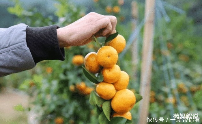 沙糖桔还能放心去吃吗?