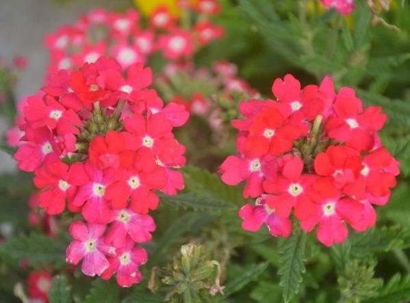 美女樱怎么养护开花多以下3个方面多注意,美女樱轻松养爆盆