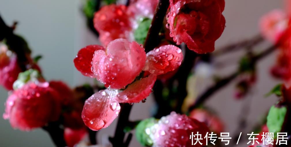 腊梅花|10种漂亮的年宵花,秋天养一盆正当时,绽放整个冬天,你养过几种