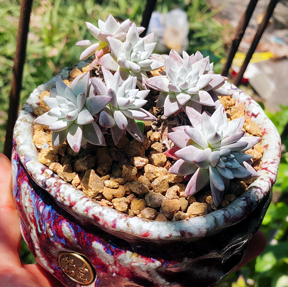 盆栽|多肉植物白菊了解一下，养护要点要知道，出状态