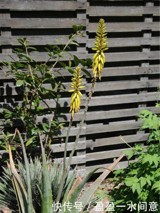 如果你家芦荟长这东西,别剪掉,请珍惜,比较少见!