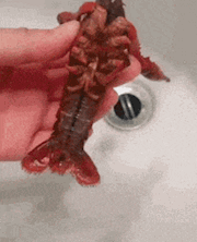 |搞笑GIF:买了双鞋子掉毛就认了,结果还自带染色功能