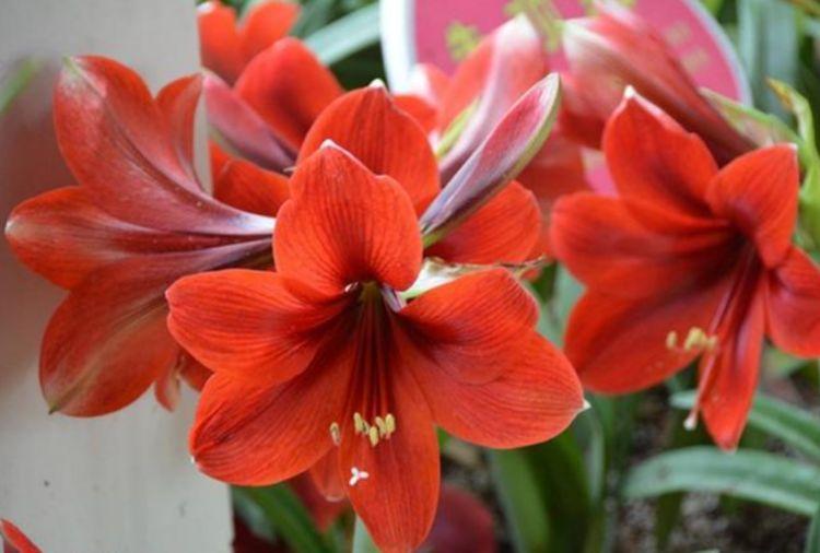 家有庭院就养4种花，好养漂亮花期长，开花一簇簇，开成百花园！