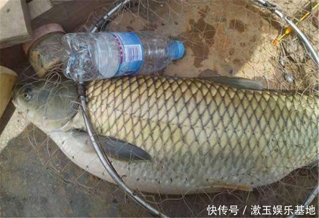 新鲜玉米加一物,专攻野生鲤鱼草鱼,制作简单效果绝佳,别错过